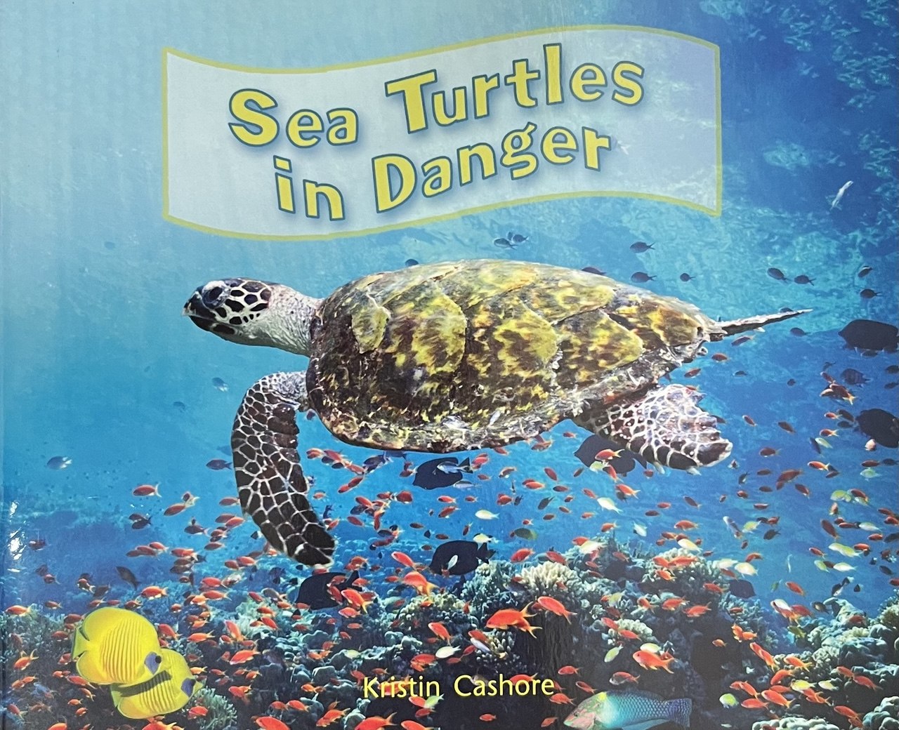 Sea Turtles in Danger