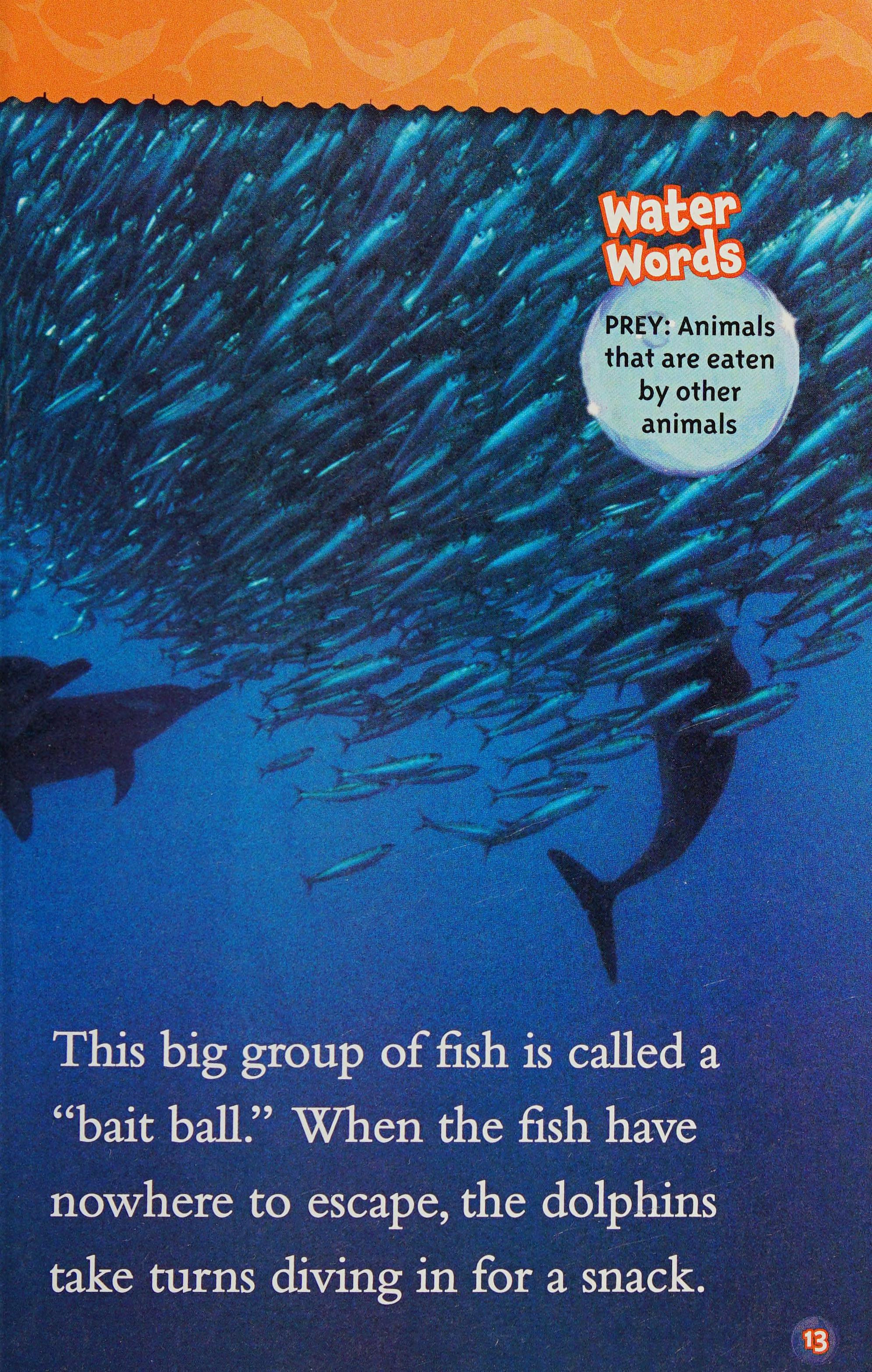 Dolphins